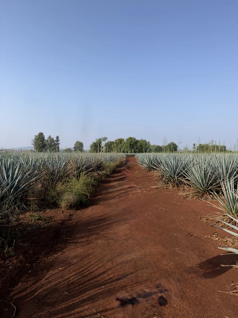 A red-earth path cutting through rows of blue agave toward a tree line in the Jalisco highlands
